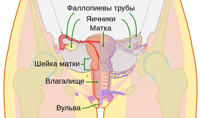 Шейка матки — Википедия