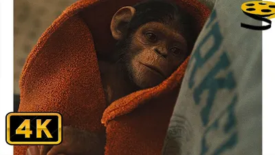 Цезарь дома! Конец фильма. Восстание планеты обезьян (2011) год. - Coub -  The Biggest Video Meme Platform