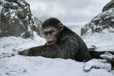 Max Power - Обезьяна Цезарь, отсылка к фильму планета обезьян, тату сделана  2 года назад #mptattoo | Facebook