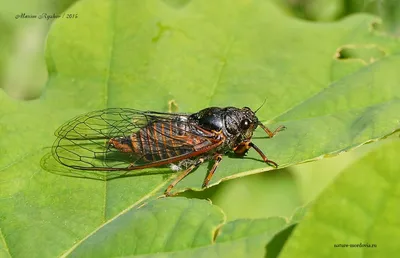 Цикада горная (Cicadetta montana) - Природа Республики Мордовия