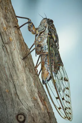 Ясеневая цикада (Cicada orni) откладывает яйца в сухой ствол сосны / Cicada  orni is laying eggs in a dry pine trunk. Photographer Vladimir Neymorovets