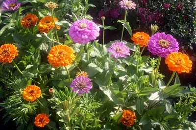 Красивые цветы цинния (циния) на клумбе в саду - обои для рабочего стола,  картинки, фото