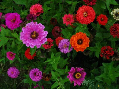 Садовые цветы цинния (циния) на дачном участке - обои для рабочего стола,  картинки, фото