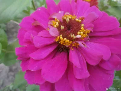 Цинния - «♥♧Такая разная циния! Фото многих оттенков этого прекрасного  цветка.♧♥» | отзывы