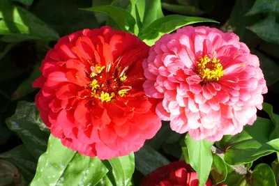 Выращивание цветов цинния (циния) в саду - обои для рабочего стола,  картинки, фото