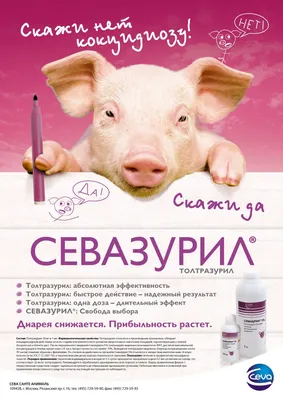 Что изменилось в эпидемиологии цирковируса свиней? - Статьи - pig333.ru, от  фермы к рынку