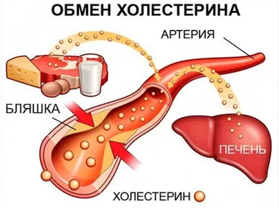 Как уберечь печень кур-несушек? | Агропромышленный вестник