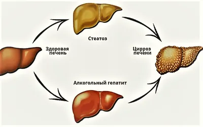 Куриная печень: польза и вред для организма | Elementaree