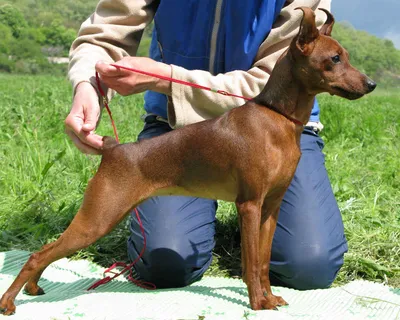 Цвергпинчер: фото и описание породы собак