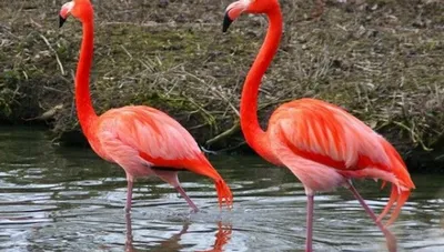 When The Flamingo Got Its Color | IFLScience