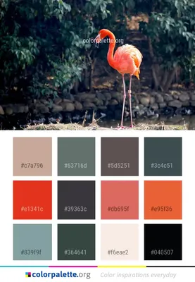 Flamingo Bird Water Color Palette | colorpalette.org