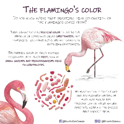 The flamingo's color -