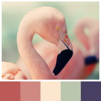 Pink Flamingo Color Palette — Free Theory