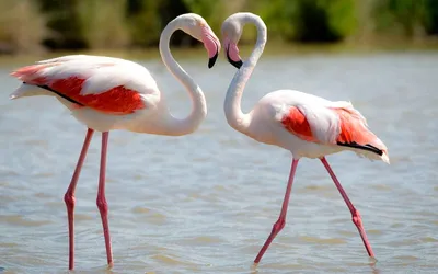 Почему фламинго розового цвета? | Пищевая цепочка | Дзен