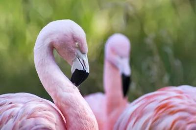 Flamingos Can Lose Their Pink Color!