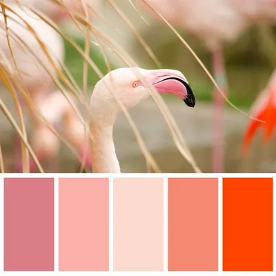 Colours | Coral colour palette, Nature color palette, Flamingo color
