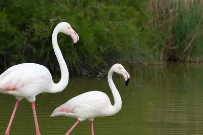 What Color Are Flamingos When They're Born?