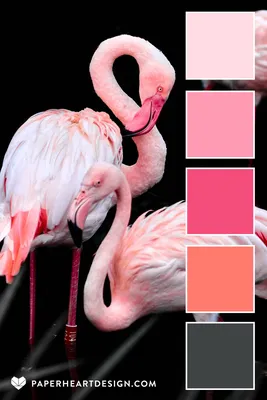 Pink Flamingo Color Palette | Color palette pink, Color palette design,  Color palette