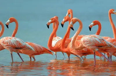 Color Market Flamingo Matte 3x9