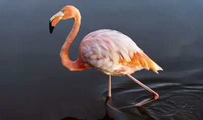 Почему фламинго розового цвета, и чем их кормят в зоопарках, чтобы они не  побледнели