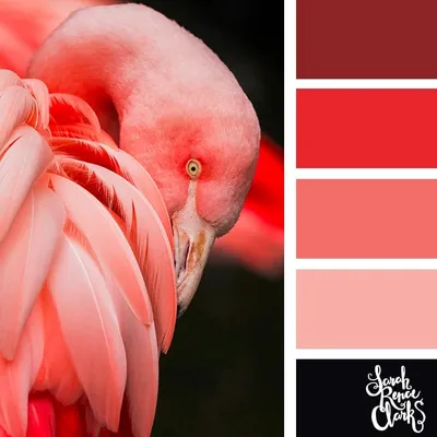 Flamingo colors! | 25 color palettes inspired by the PANTONE color trend  predictions for Spring 2018 -