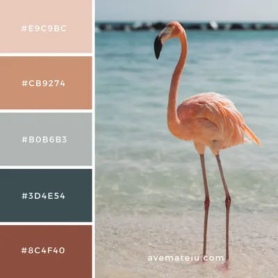 Beautiful Flamingo Color Palette 47 - Ave Mateiu