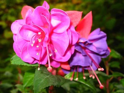 Фуксия (цвет) — Википедия