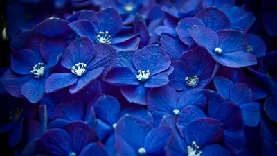 Цветы цвета индиго - 70 фото