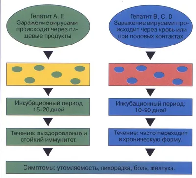 Чем опасны гепатиты A, B, C, D , E? Причины, симптомы, диагностика