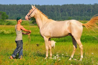 Какие бывают масти лошадей? | My horse story | Дзен