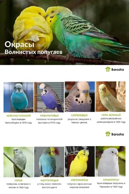 Окрасы волнистых попугаев | Попугай, Природа, Зеленый