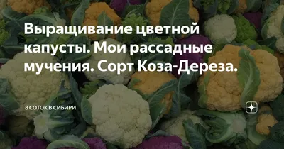 Капуста цветная Коза - дереза (семена аэлита) купить по цене 48 ₽ в  интернет-магазине KazanExpress