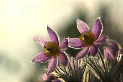 Красивое фото полевых цветочков | Обои для телефона