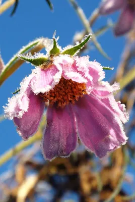 Вот и всё – первые заморозки и фото самых стойких цветочков покрытых инеем  – прощальные аккорды 2020. Скорее бы весна! | Точка соприкосновения | Дзен