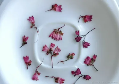 Варианты очень мелких цветочков Наборы по 20 шт Сухоцветы для смолы –  купить на Ярмарке Мастеров – R8NPEBY | Сухоцветы для творчества, Барнаул