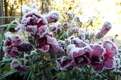 Вот и всё – первые заморозки и фото самых стойких цветочков покрытых инеем  – прощальные аккорды 2020. Скорее бы весна! | Точка соприкосновения | Дзен
