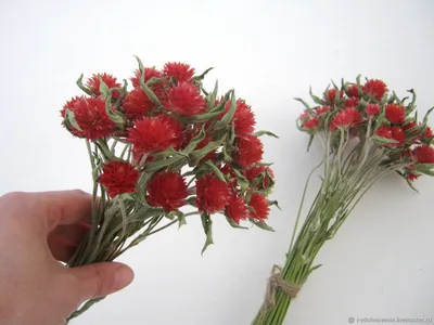 Сухоцветы гомфрена красная букет 30-35 цветочков – купить на Ярмарке  Мастеров – SMAHURU | Сухоцветы для творчества, Ветлуга