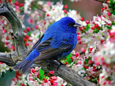 Маленькая синяя птичка на фоне ярких цветочков — Фотографии на аву