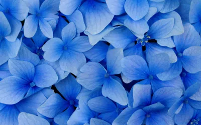 Множество ярких голубых цветочков - обои на рабочий стол