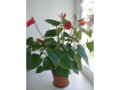 Антуриум, Цветок фламинго - Anthurium. Уход за антуриумом.