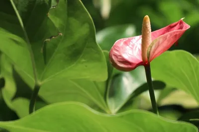 Антуриум - экзотическое растение🌺 Как его только не называют - и цветок  любви, и -цветок фламинго🦩вы всегда можете приобрести эту красоту в… |  Instagram