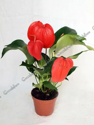 Антуриум — Anthurium в дар (Москва). Дарудар