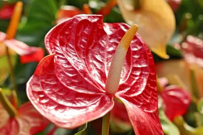 Anthurium Flamingo Orange