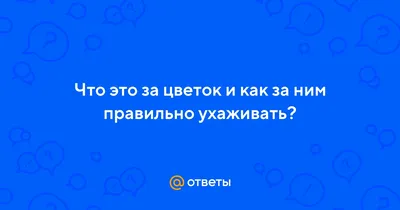 Величественные каллы: символика и значение на языке цветов - блог АртФлора