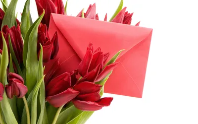 Картинка цветок 8 марта тюльпан письма Конверт белым фоном 3840x2400