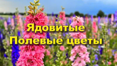 ПОПУЛЯРНЫЕ луговые и полевые ЦВЕТЫ: названия и фото растений. - YouTube