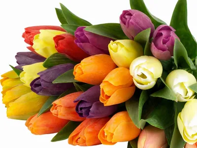 Цветы: Тюльпаны на 8 марта Нидерланды.Упаковка бесплатно купить в  интернет-магазине Ярмарка Мастеров по цене 150 ₽ – Q3870RU | Цветы, Москва  - доставка по России