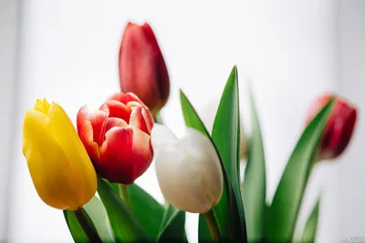 8 марта. Тюльпаны. Букет с тюльпанов | Белые цветочные композиции, Тюльпаны,  Цветы на столе