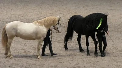 Instagram post by Наука |Факты |История |Видео • Nov 4, 2016 at 10:21am UTC  | Cheval empaillé, Races de chevaux, Cheval