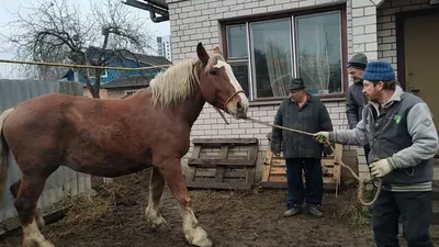 Цыганская заслуга. | Городской сельчанин | Дзен